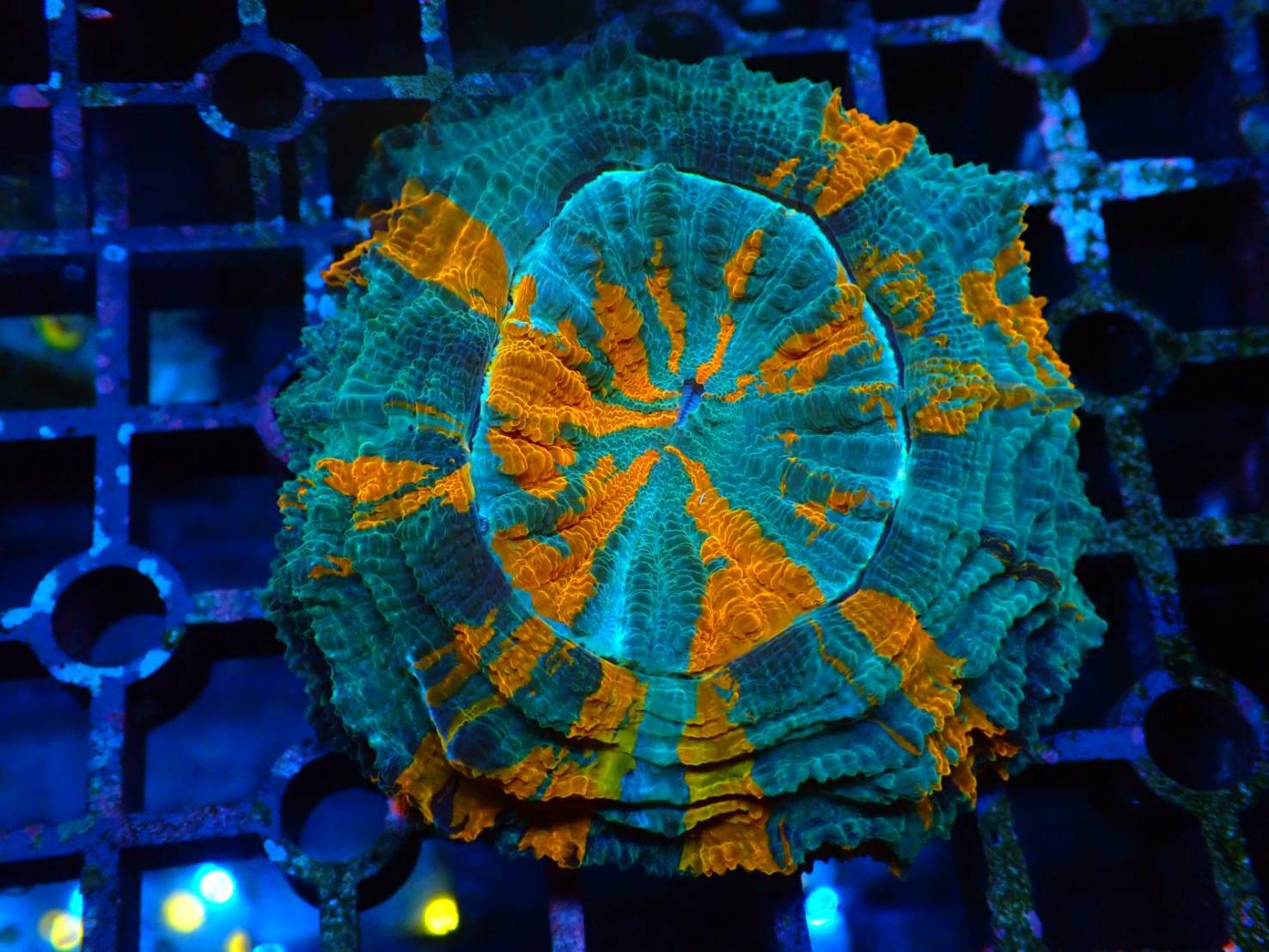 Donut Coral