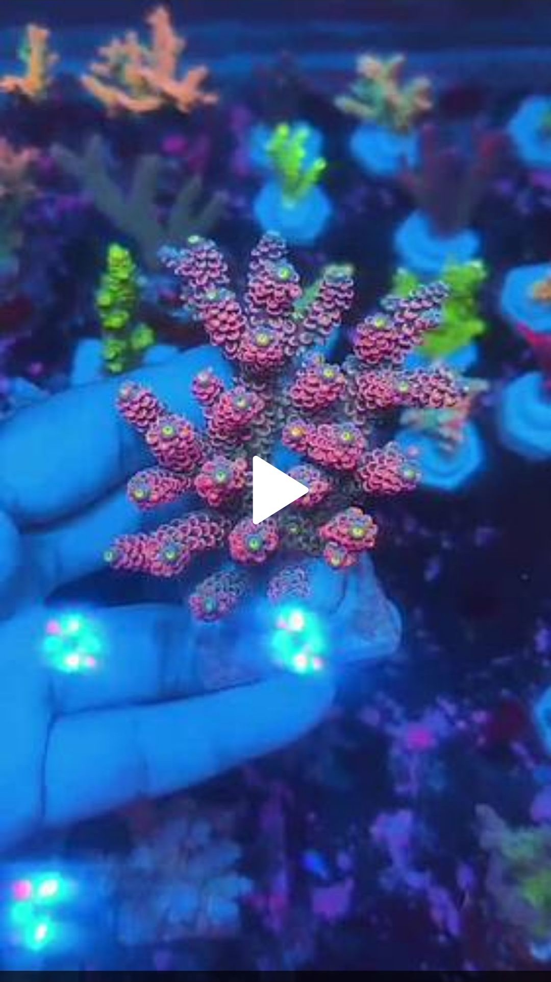 TSA Rainbow Sherbet Acropora XL Frag Coral