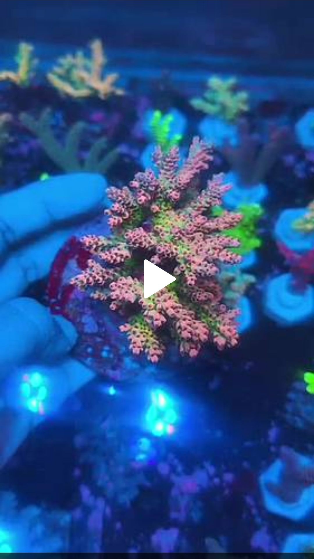 WWC Snow Dragon Acropora