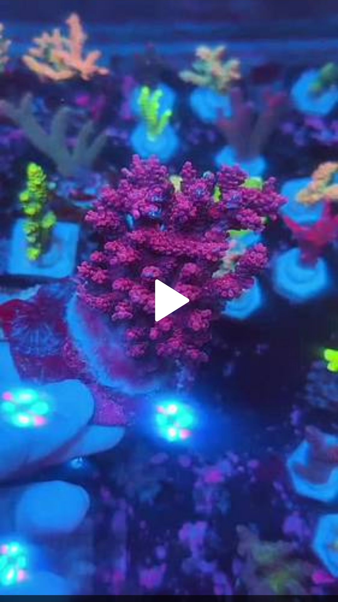 WWC Boomsauce Acropora