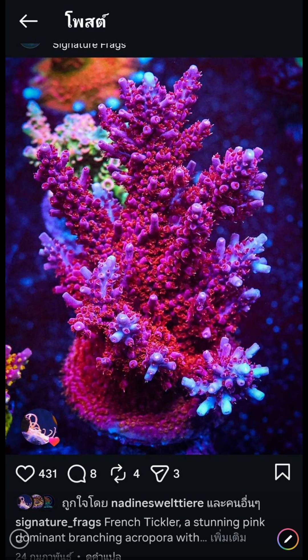 WWC Purple Dragona Acropora