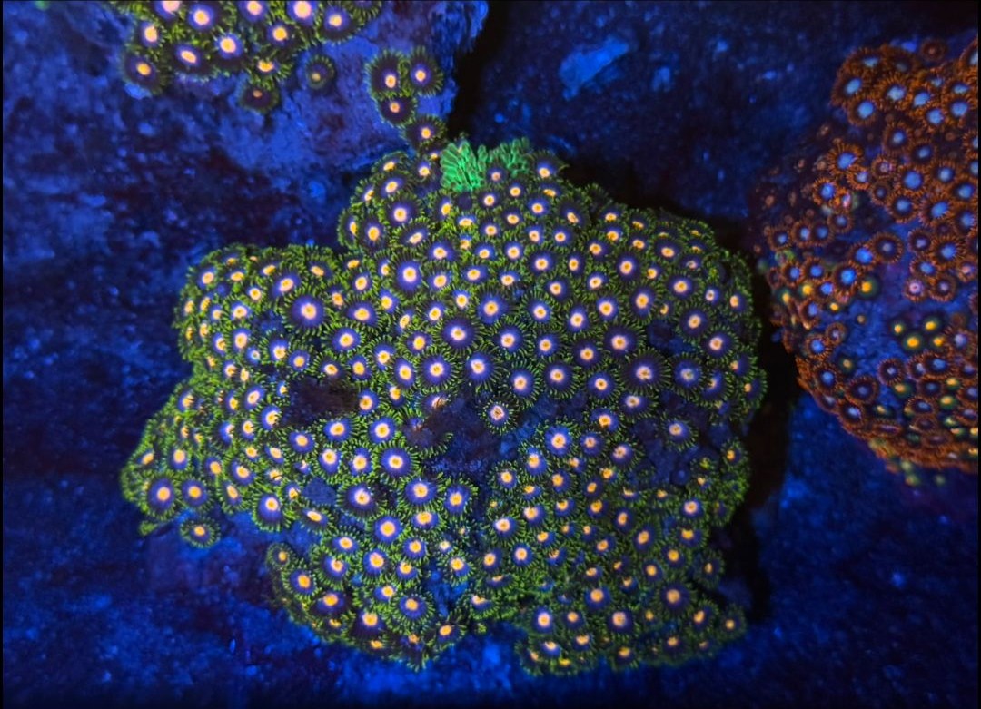 WWC Rising Sun Zoanthids