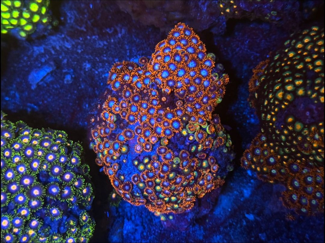 WWC Rising Sun Zoanthids
