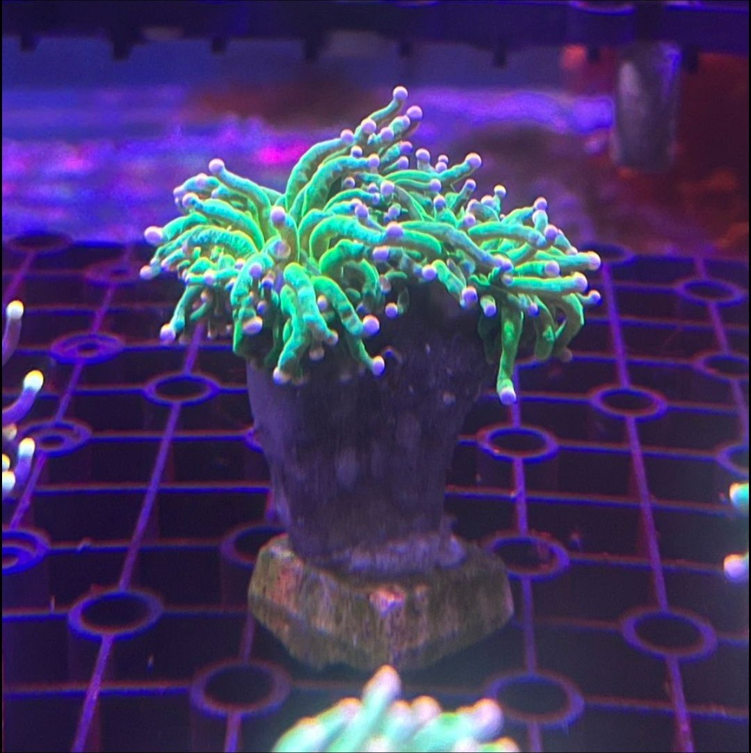 Ultimate Cotton Candy Torch
