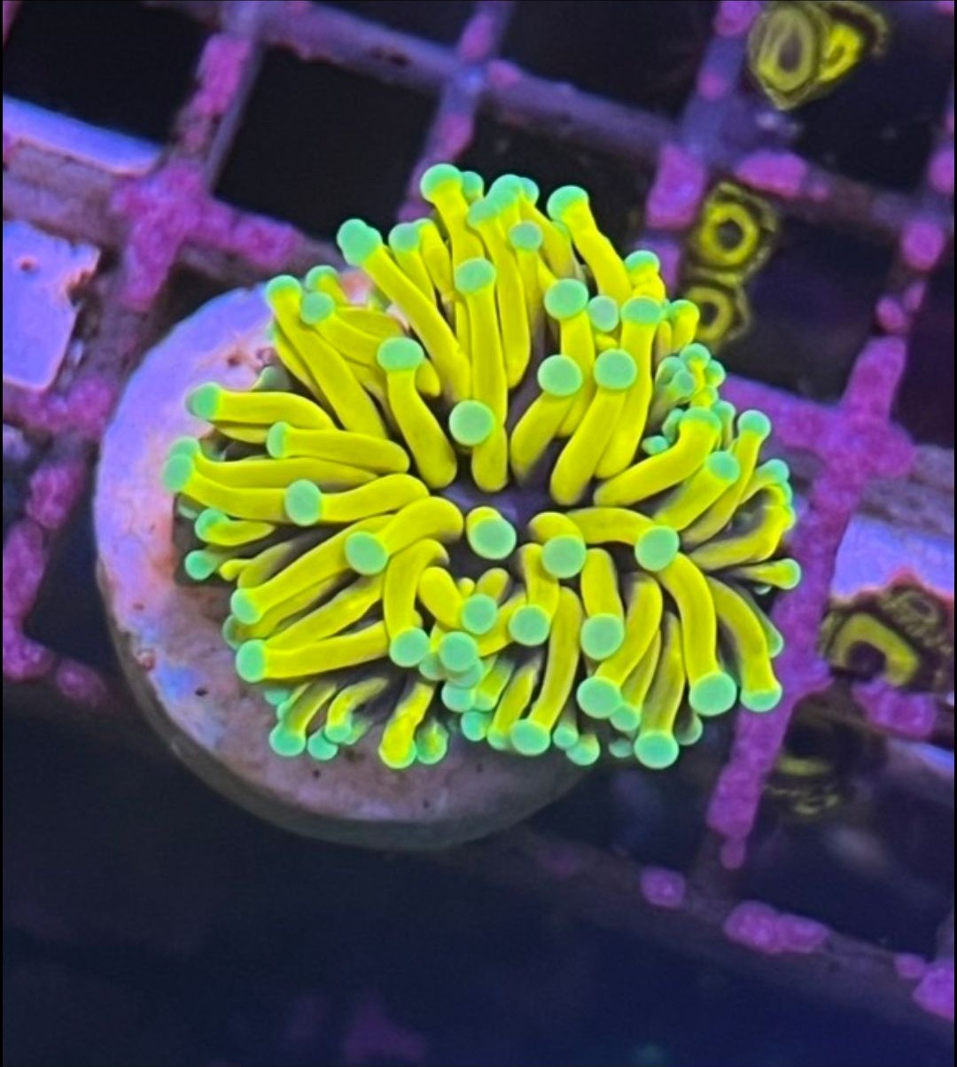 Blue Tipped Torch