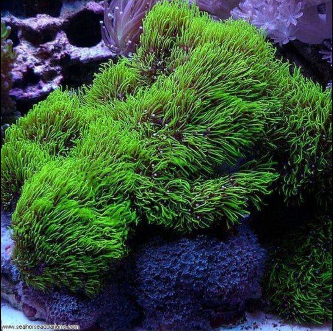 Neon Green Star Polyp - (NON-WYSIWYG)