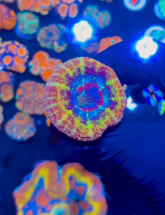Homophyllia (Mini Scoly)