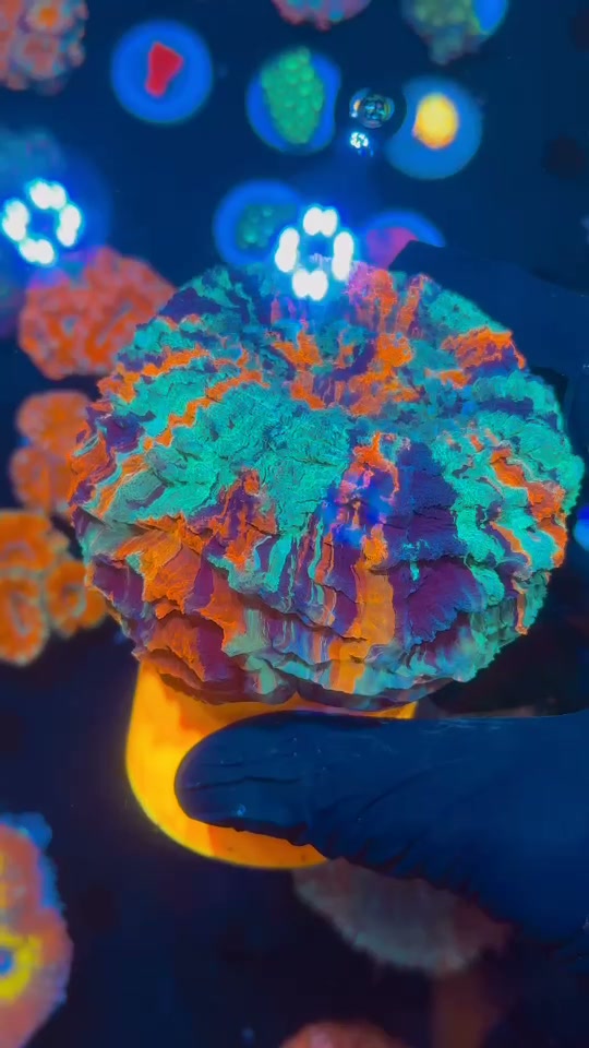 Cynarina (Donut Coral)