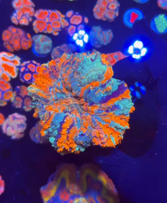 Cynarina (Donut Coral)