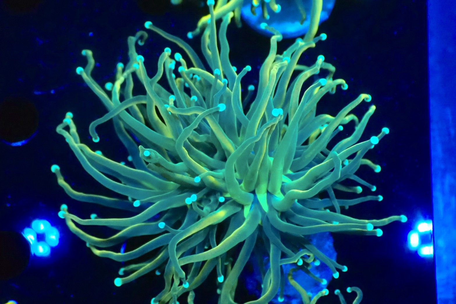Euphyllia (Torch)