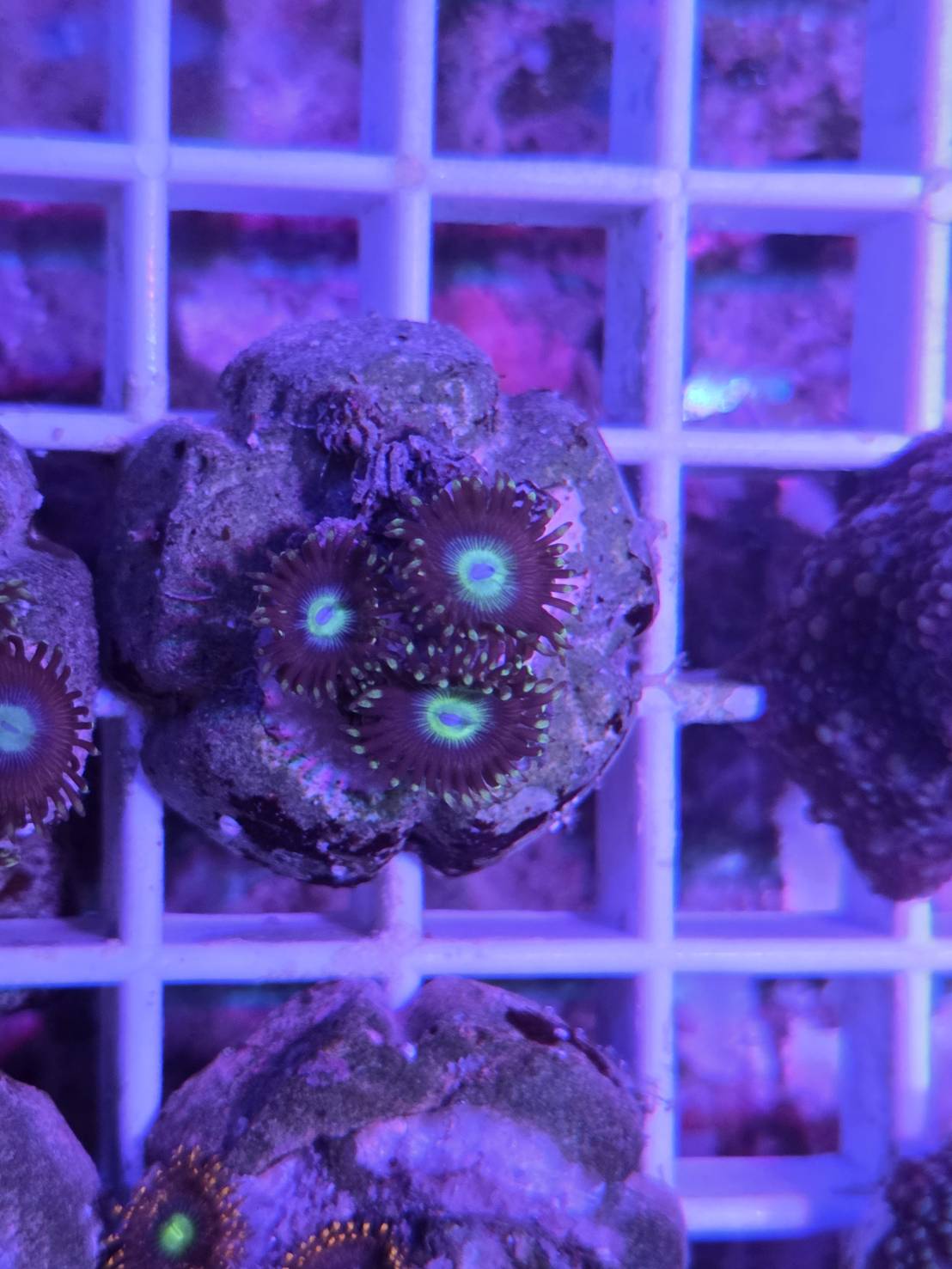 Zoas
