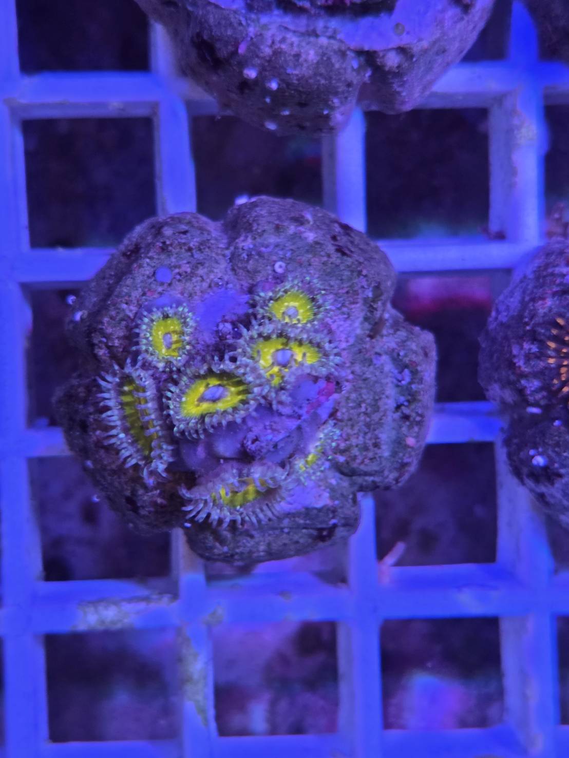 Zoanthus (Zoanthid)