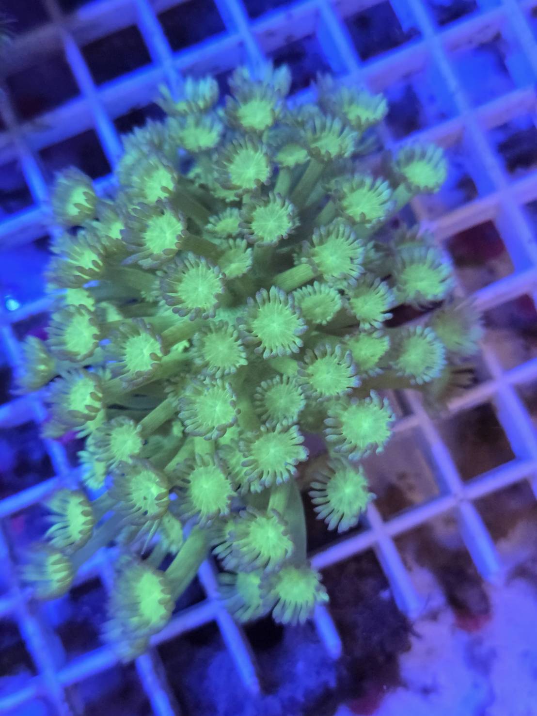Goniopora (Goniopora)
