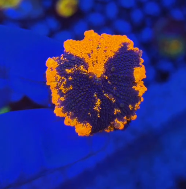 Deadpool Rhodactis