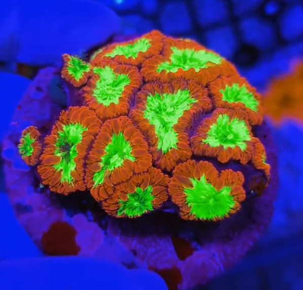 Blastomussa