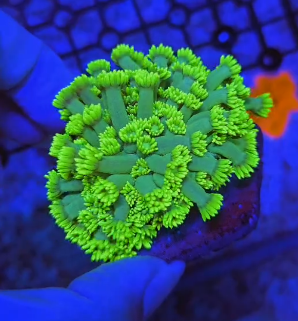 Highlighter Goniopora