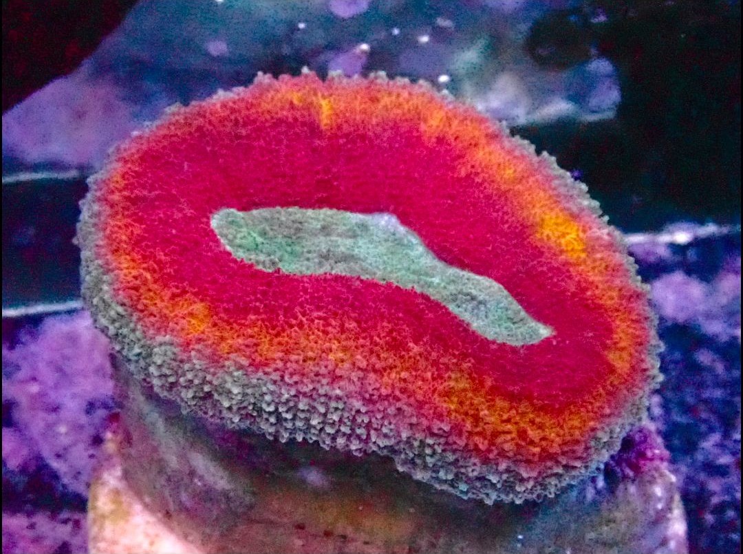 Ultra Acan Coral