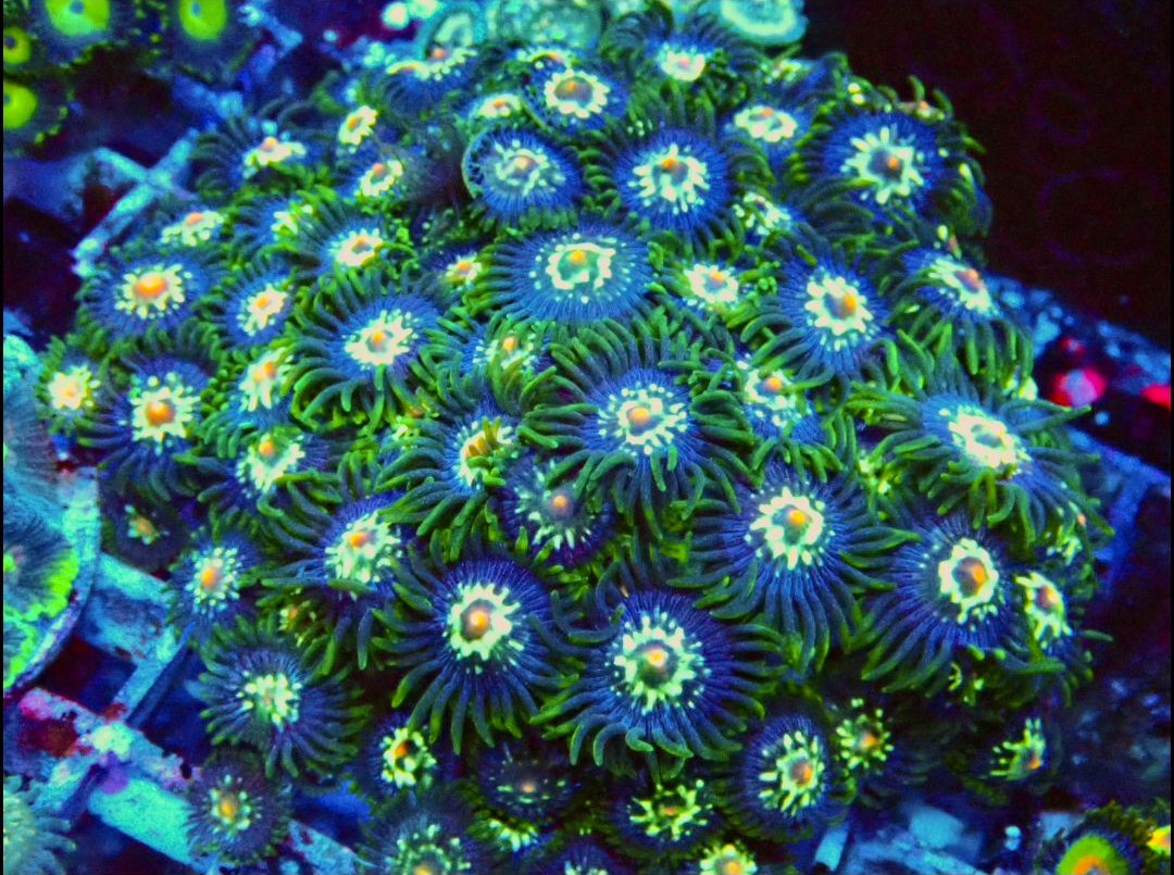 WWC Mandarin Monster Zoanthids
