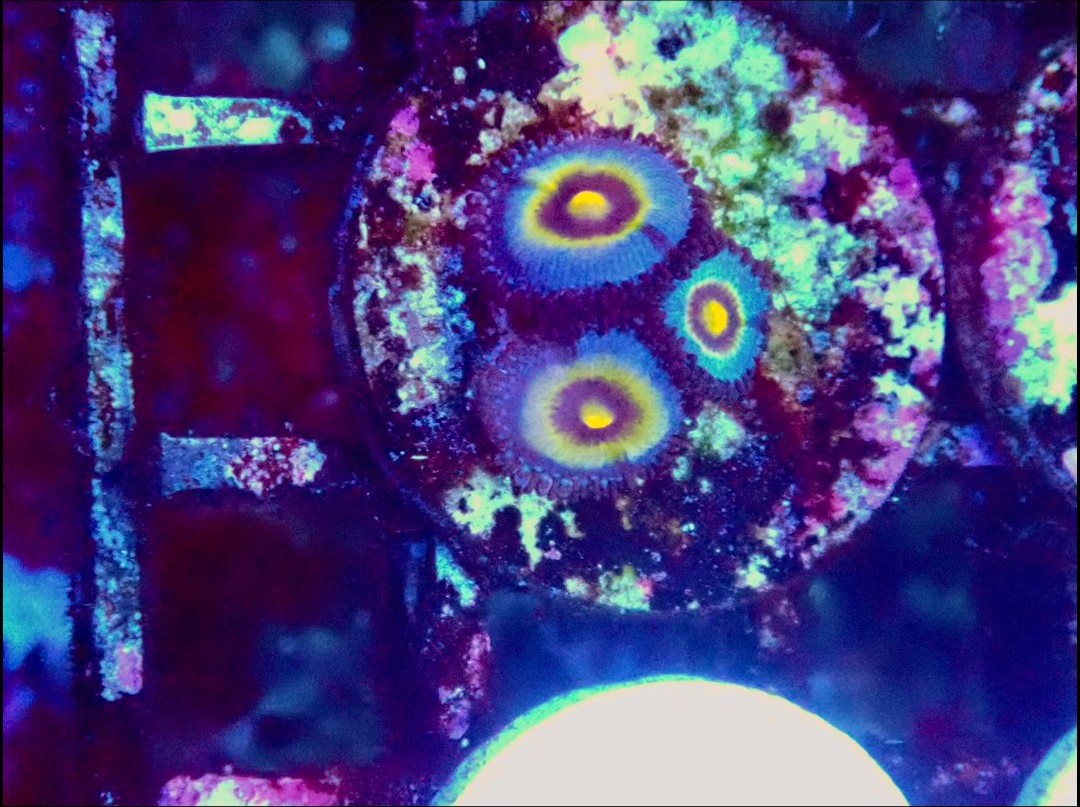 Miami Vice Zoanthids Coral