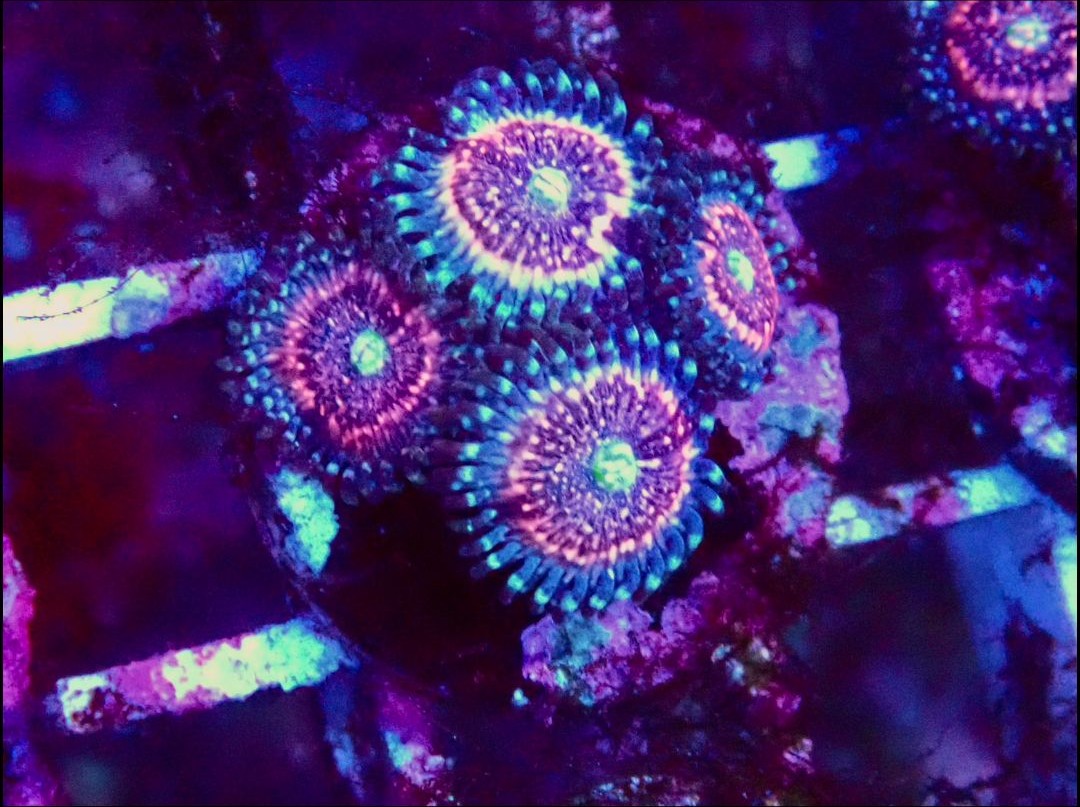 Salted Agave Zoanthids