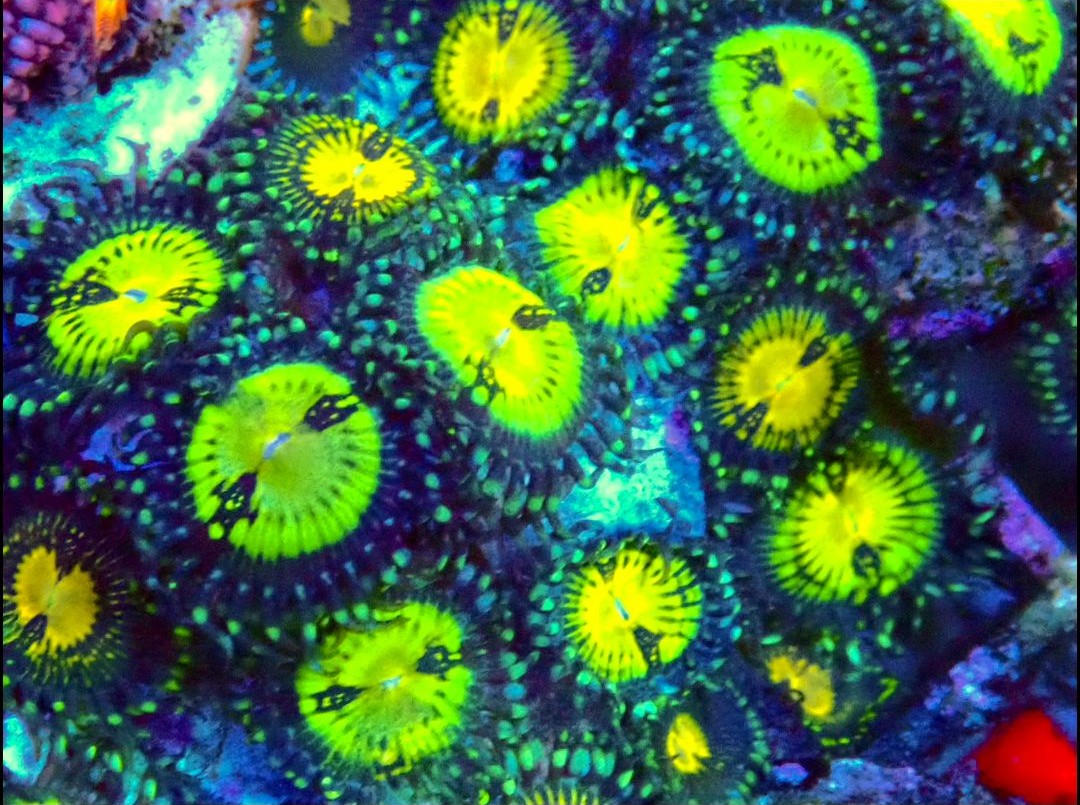 RR Pink Diamond Zoanthids