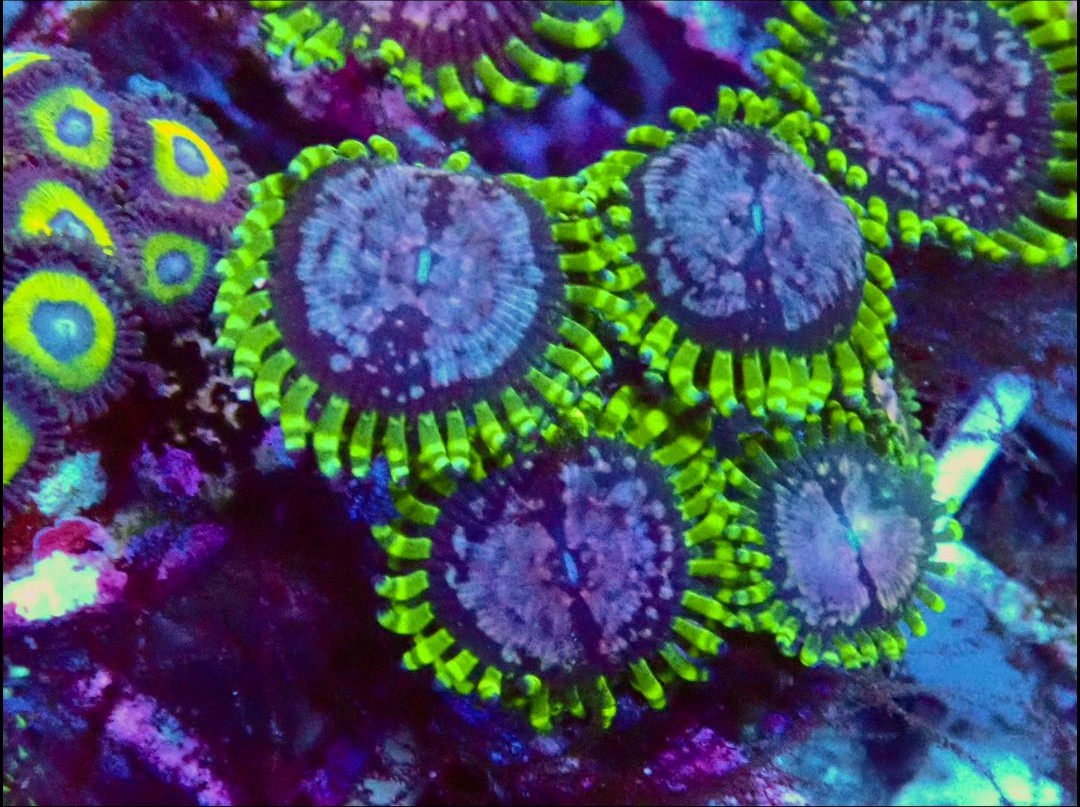 RR Pink Diamond Zoanthids