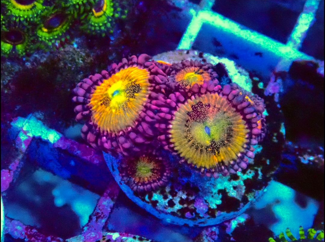 Jason Fox Acid Reflux Zoanthids
