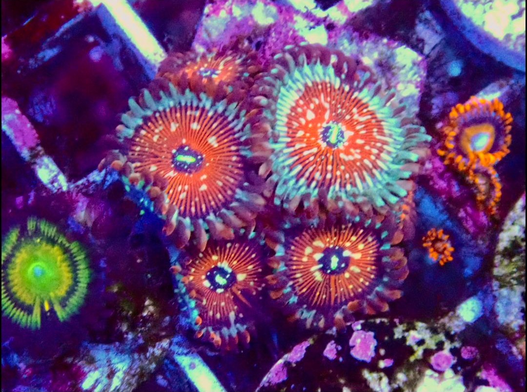 RR Pink Diamond Zoanthids