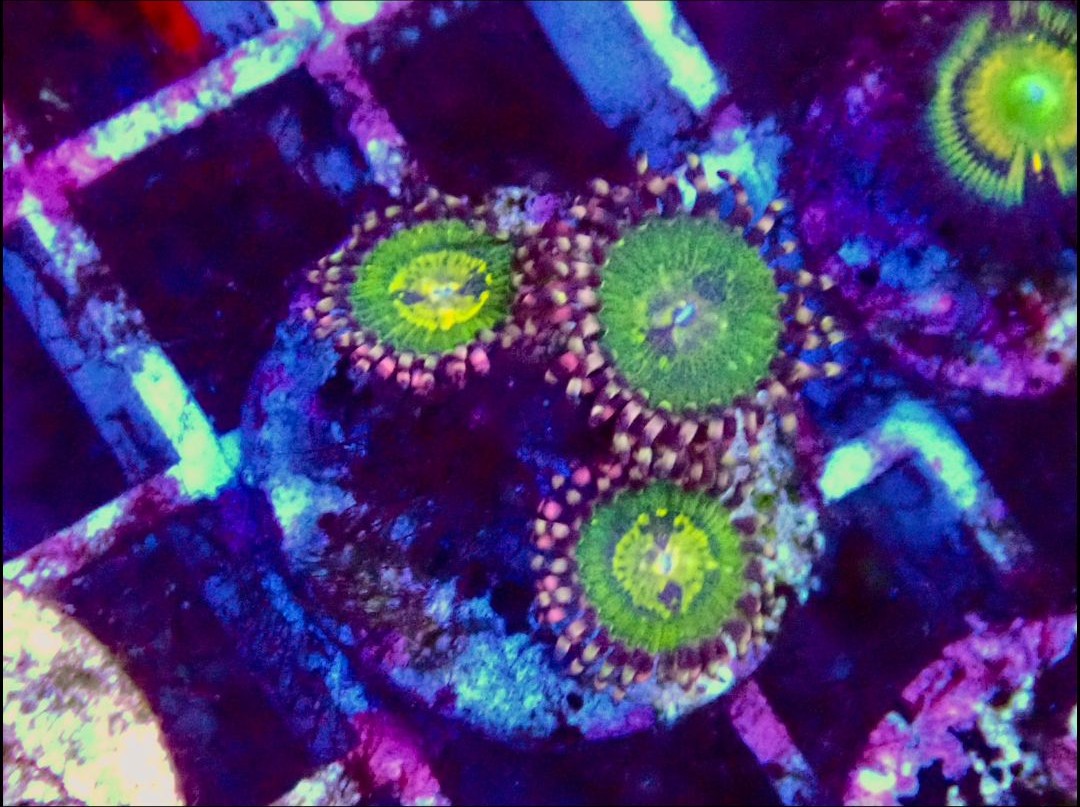 Scarlet Fever Zoanthids Coral
