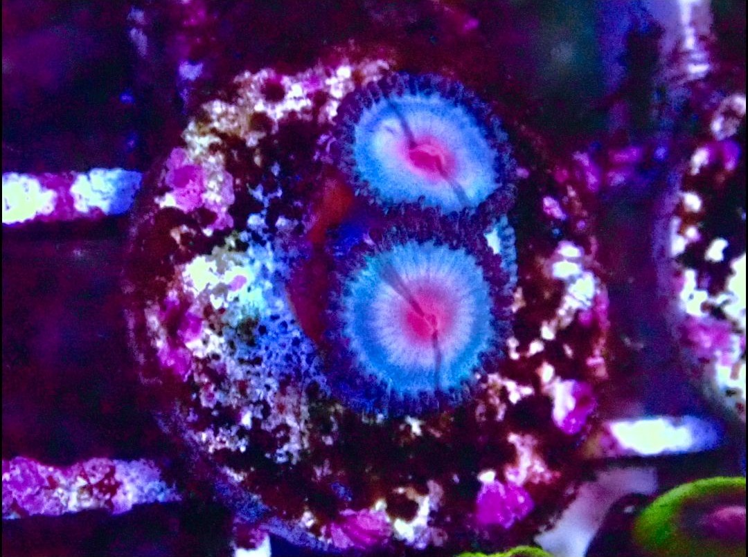 Salted Agave Zoanthids