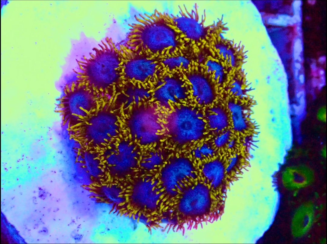 Fruit Loopz Zoanthids