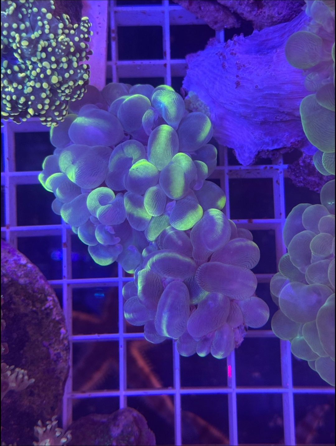 Hammer Coral