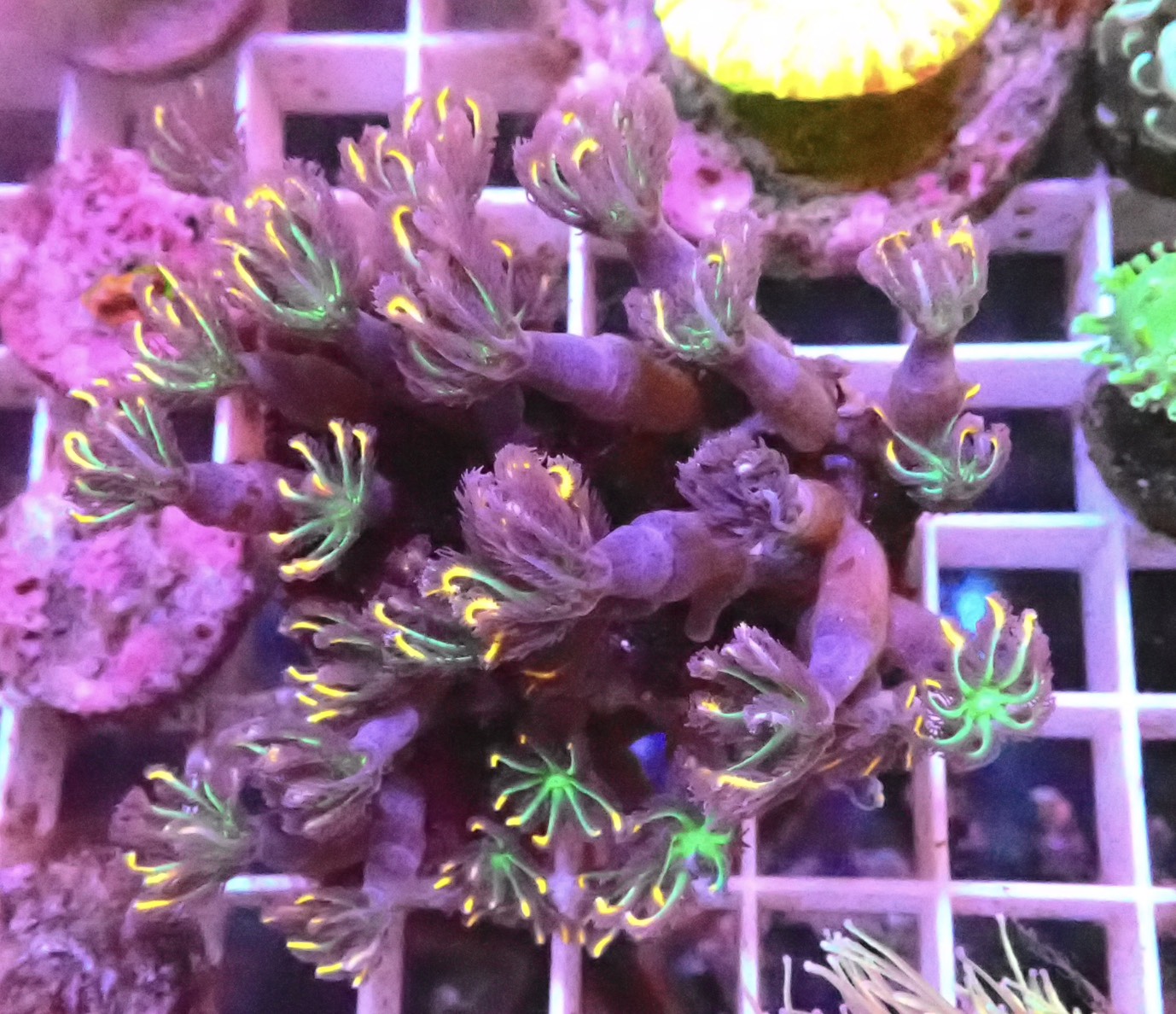 Clavularia (Clove Polyp)