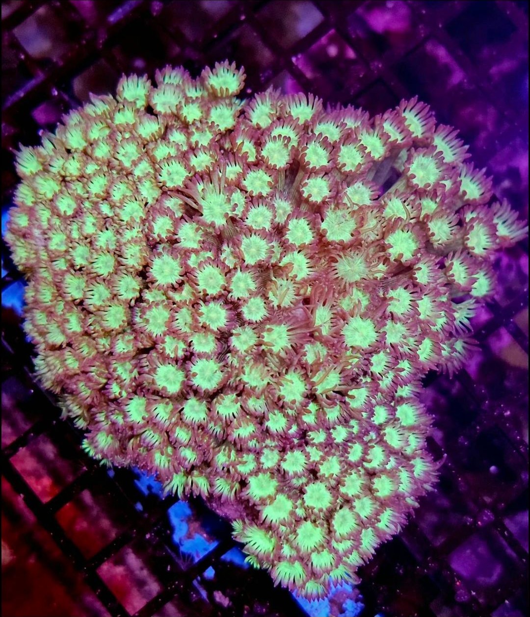 TSA Pink Sky Goniopora Coral
