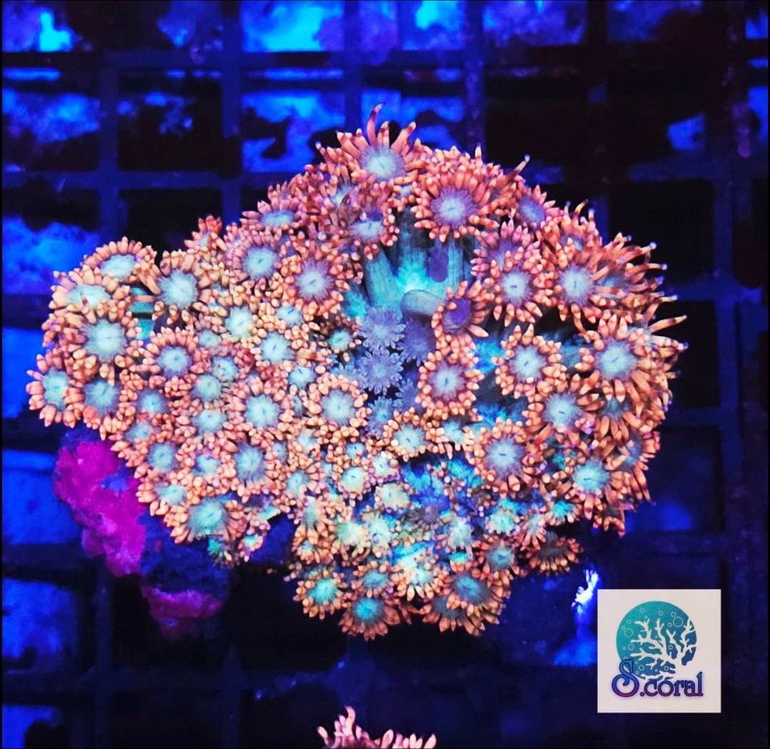 WWC Hi-Cee Cyphastrea