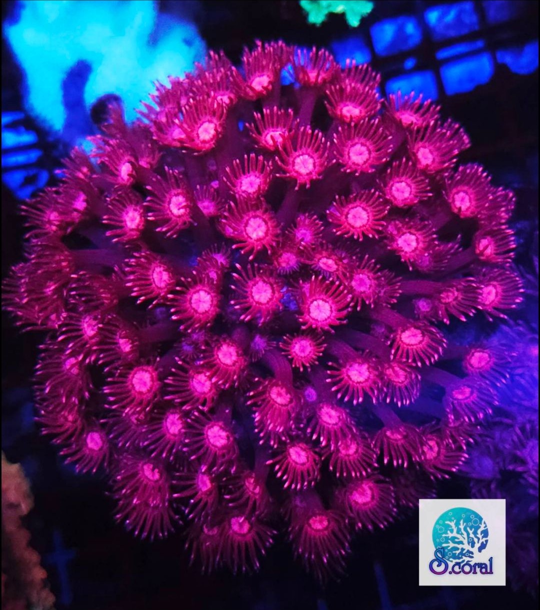 WWC Cherry Red Goniopora
