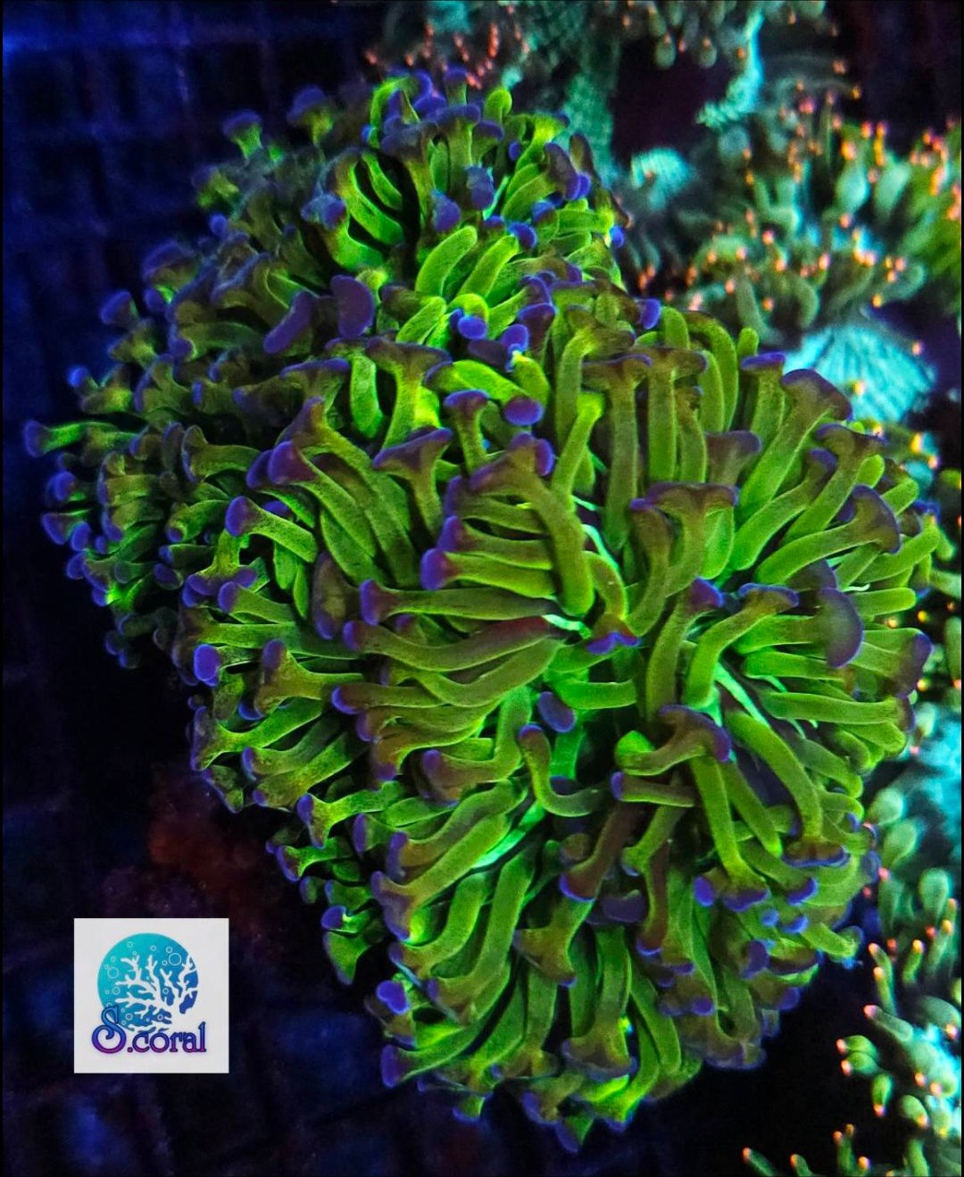 WWC Hail Hydra Goniopora