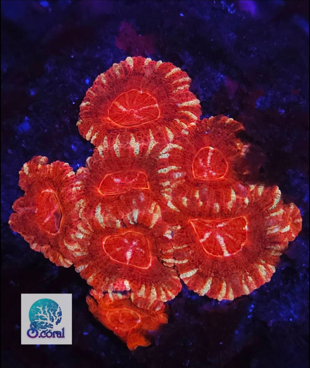 WWC Seared Stellaria Chalice