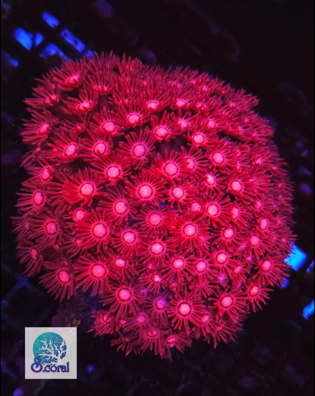 WWC Cherry Red Goniopora
