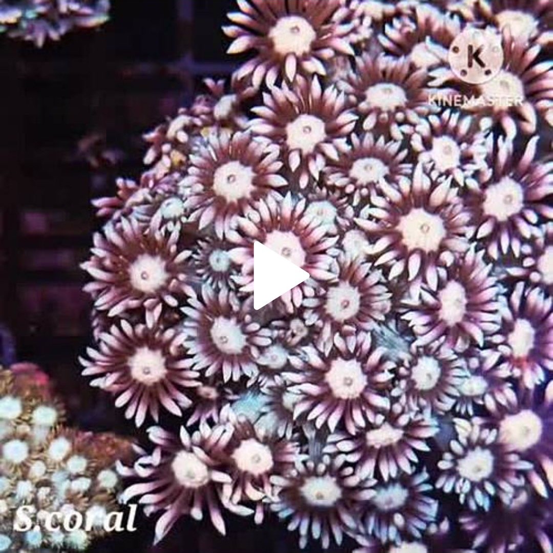 TSA Strawberry Kiwi Goniopora Coral