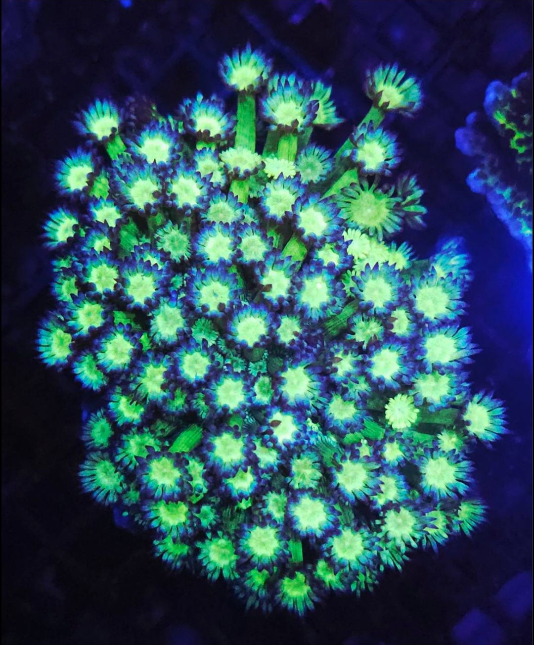 WWC Shadow Flame Goniopora
