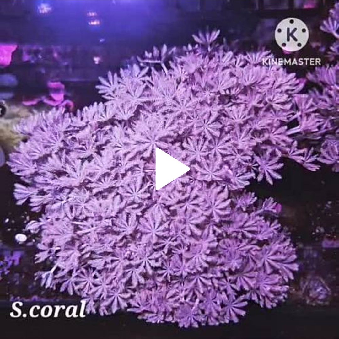 TSA Pink Sky Goniopora Coral