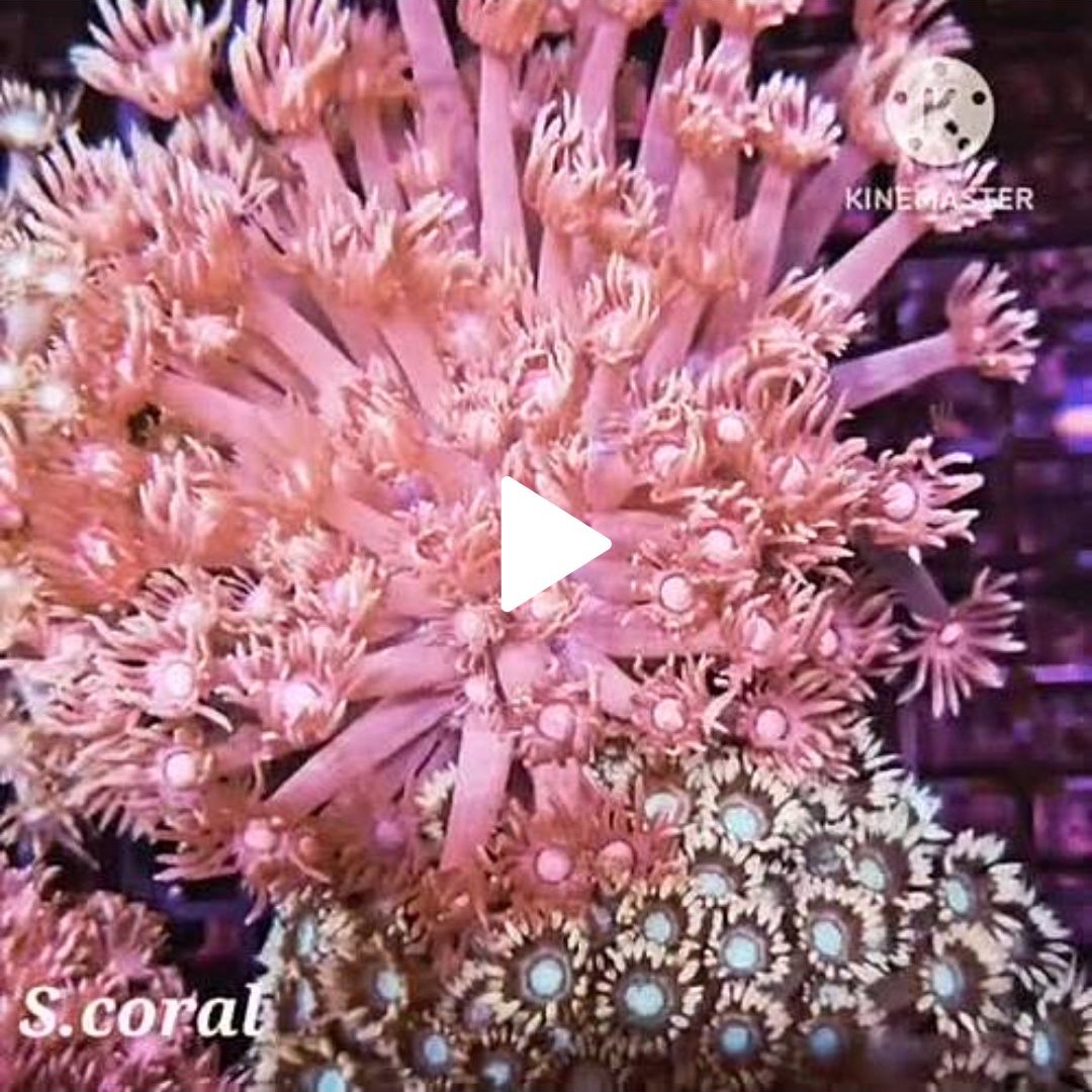TSA Strawberry Kiwi Goniopora Coral
