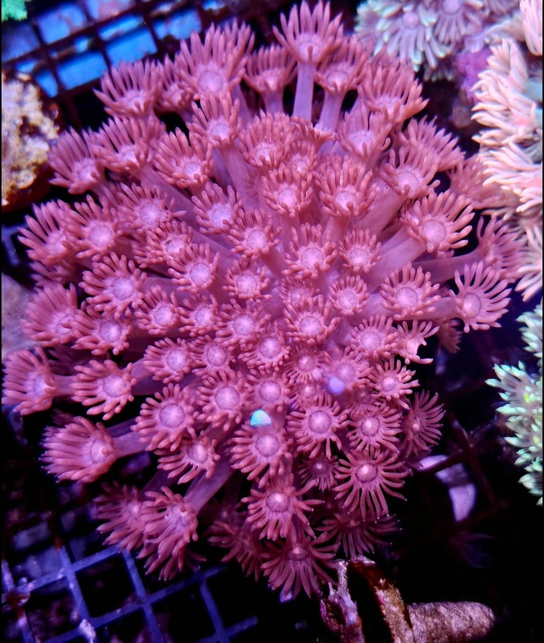 WWC Bay Watch Goniopora