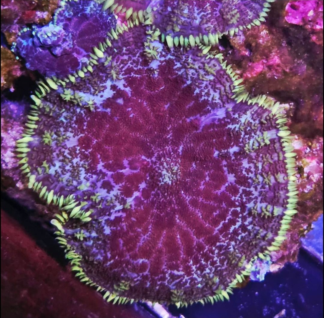 WWC Superman Merletti Blastomussa