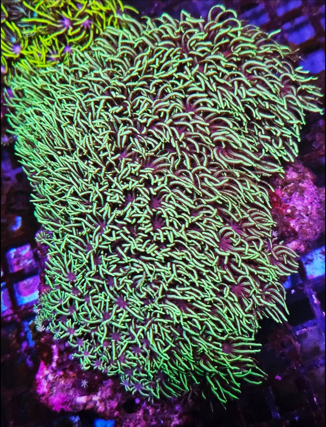 WWC Bomb Diggity Goniopora
