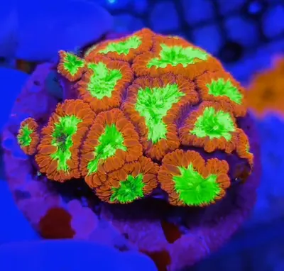 Blastomussa