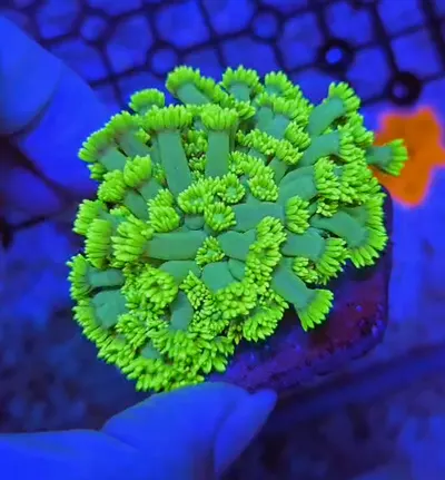 Highlighter Goniopora